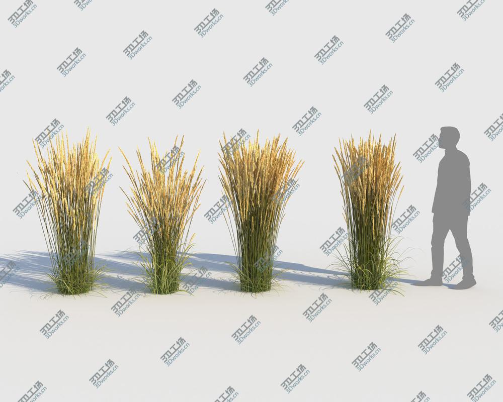 images/goods_img/202104022/Calamagrostis Grass (-GrowFX) model/2.jpg